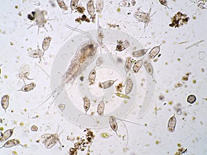 Freshwater aquatic plankton