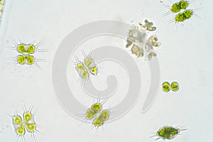 Freshwater aquatic plankton under microscope view