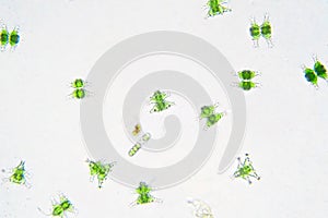 Freshwater aquatic plankton under microscope view