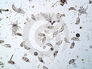 Freshwater aquatic plankton photo