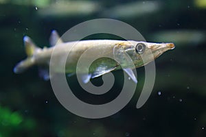 Gar characin