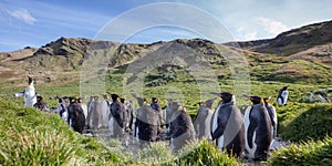 Freshwater bathing King Penguin in Grytviken, South Georgia, Antarctica.