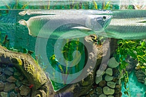 Freshwater bony fish arowana in aquarium