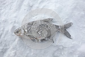 Freshwater bream (Abramis brama). Ice fishing.