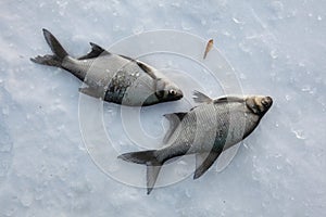 Freshwater bream (Abramis brama). Ice fishing.