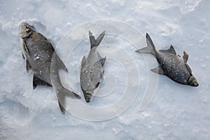 Freshwater bream (Abramis brama). Ice fishing. photo