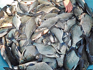 Freshwater bream catch of fish biomanipulation of a freshwater reservoir