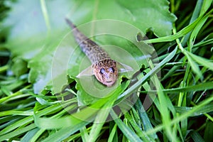 Close up view of freshwater bullhead fish or round goby fish just taken from the water on big green leaf photo