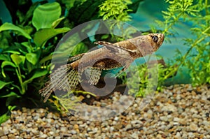 Freshwater butterflyfish