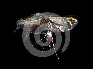 Freshwater butterflyfish