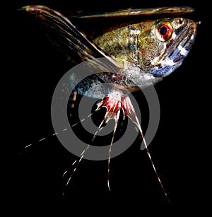 Freshwater butterflyfish