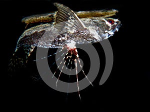 Freshwater butterflyfish