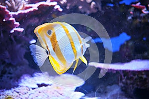 Freshwater butterflyfish in the aquarium of the Oceanographic Museum of Monaco