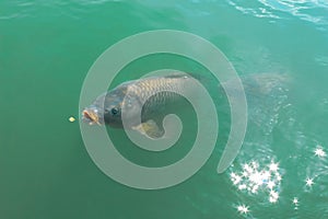 Freshwater carp with big open mouth feeding with sun reflex on the pond water.