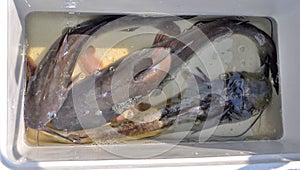 Freshwater catfish in a cooler