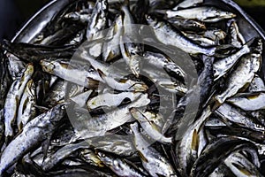 Freshwater catfish placed on a tray with ice for sale in seafood market, Sriracha