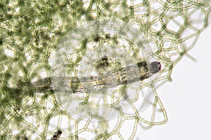 Freshwater Chironomidae larva moves in Hydrodictyon reticulatum. Aquaculture