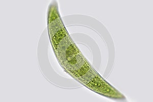 Freshwater Closterium unicellular charophyte green algae closteriaceae zygnematophyceae. Phytoplankton photo