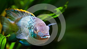 Freshwater colorful adult male cichlid Nannacara anomala neon blue facing the camera