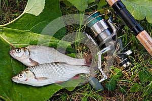 Freshwater common bream and European chub fish with fishing rod