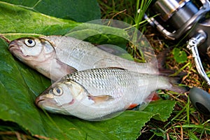 Freshwater common bream and European chub fish with fishing rod