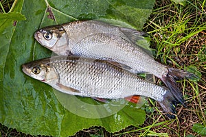 Freshwater common bream and European chub fish on natural background..