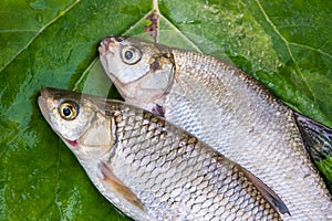 Freshwater common bream and European chub fish on natural background..