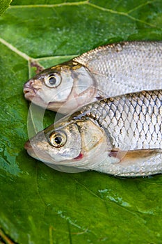 Freshwater common bream and European chub fish on natural background..