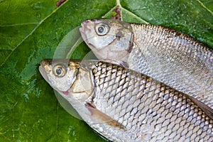 Freshwater common bream and European chub fish on natural background..