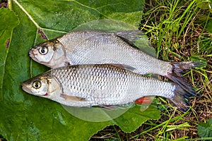 Freshwater common bream and European chub fish on natural background..