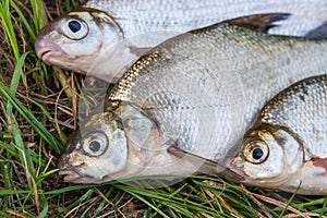 Freshwater common bream and white bream or silver bream fish on