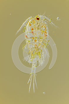 Freshwater copepod Cyclops photo