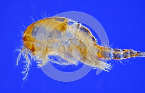 Freshwater copepod (Cyclops) photo