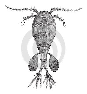 Freshwater Copepod or Cyclops sp., vintage engraving