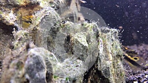Freshwater cory fish in home aquarium. Corydoras and pelvicachromatis close-up in fish tank.