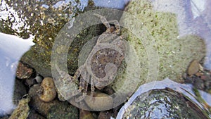 Freshwater crab