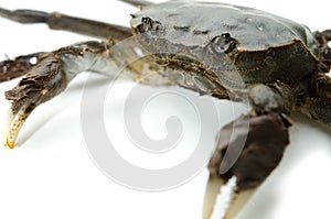 Freshwater crab