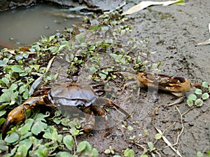 Freshwater crab