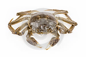 Freshwater crab