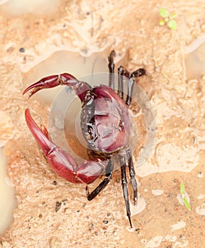 Freshwater crab animals living in rivers and lakes of  Asia global ecology