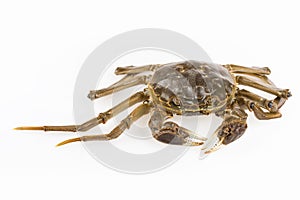 Freshwater crab closeup