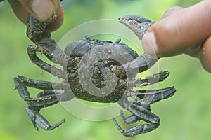 Freshwater Crab Found in River, Darjeeling