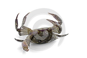 Freshwater crab isolated on a white background