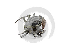 Freshwater crab isolated on a white background