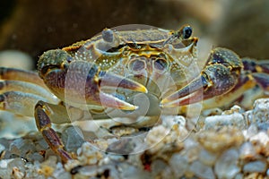 Freshwater Crab - Potamon fluviatile living in wooded streams, rivers and lakes