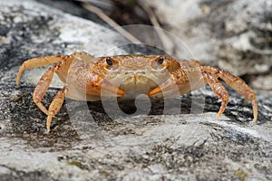 Freshwater Crab Potamon potamios