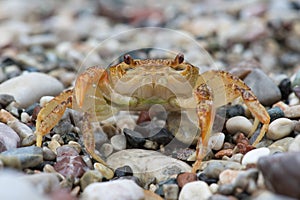 Freshwater Crab Potamon potamios