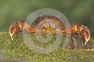 A freshwater crab resting on a rock overgrown with moss.