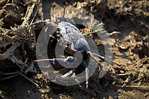 Freshwater crab or rice field crab (Somanniathelphusa) that can