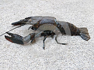Freshwater crayfish animal, small black lobster, side view shot